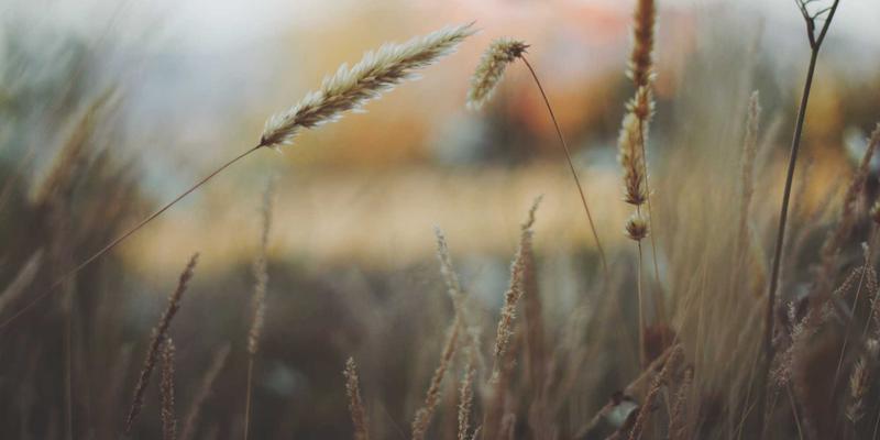 从中国企业名录到人才战略：如何通过ESOP与长期激励设计驱动企业增长