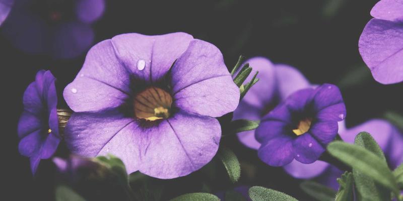 企业黄页：数字化时代的商务服务与高效商业对接新引擎