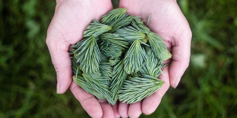 供应链金融创新模式：如何通过市场推广与企业黄页等商务服务缓解中小企业现金流压力