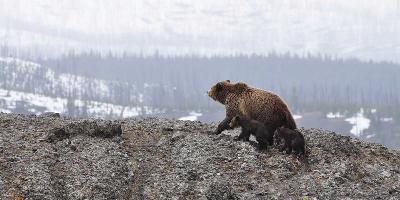 商务服务最佳实践：如何通过专业咨询与市场推广实现业务增长