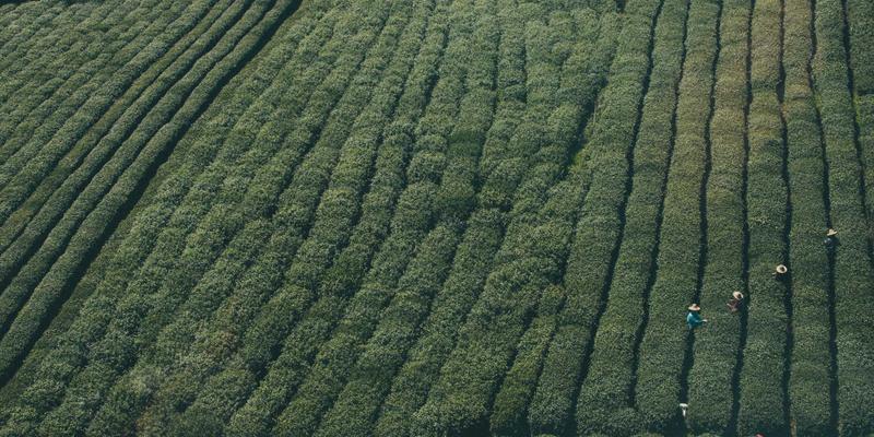 解锁初创公司增长密码：商务秘书服务如何通过企业黄页与市场推广驱动成功